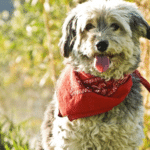 How to make dog bandanas without a sewing machine