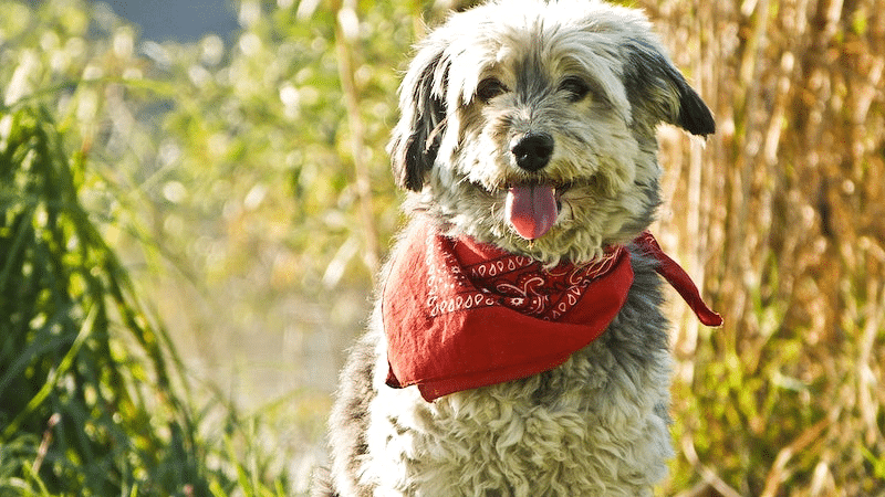 How to make dog bandanas without a sewing machine